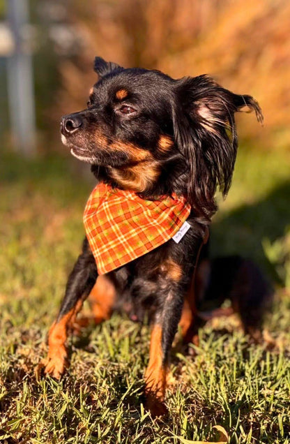 Autumn Revival Plaid Pet Bandana - Mutty Mornings