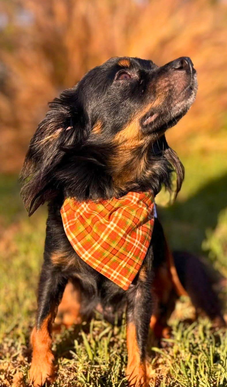Autumn Revival Plaid Pet Bandana - Mutty Mornings