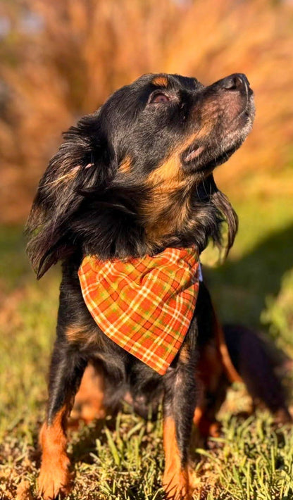 Autumn Revival Plaid Pet Bandana - Mutty Mornings