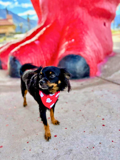 Big Hearts Pet Bandana - Mutty Mornings