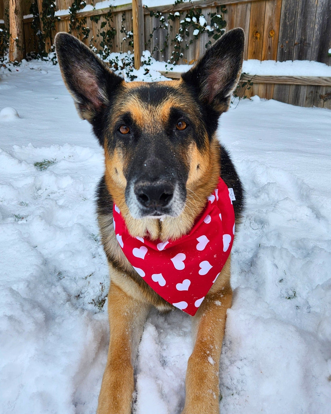 Big Hearts Pet Bandana - Mutty Mornings