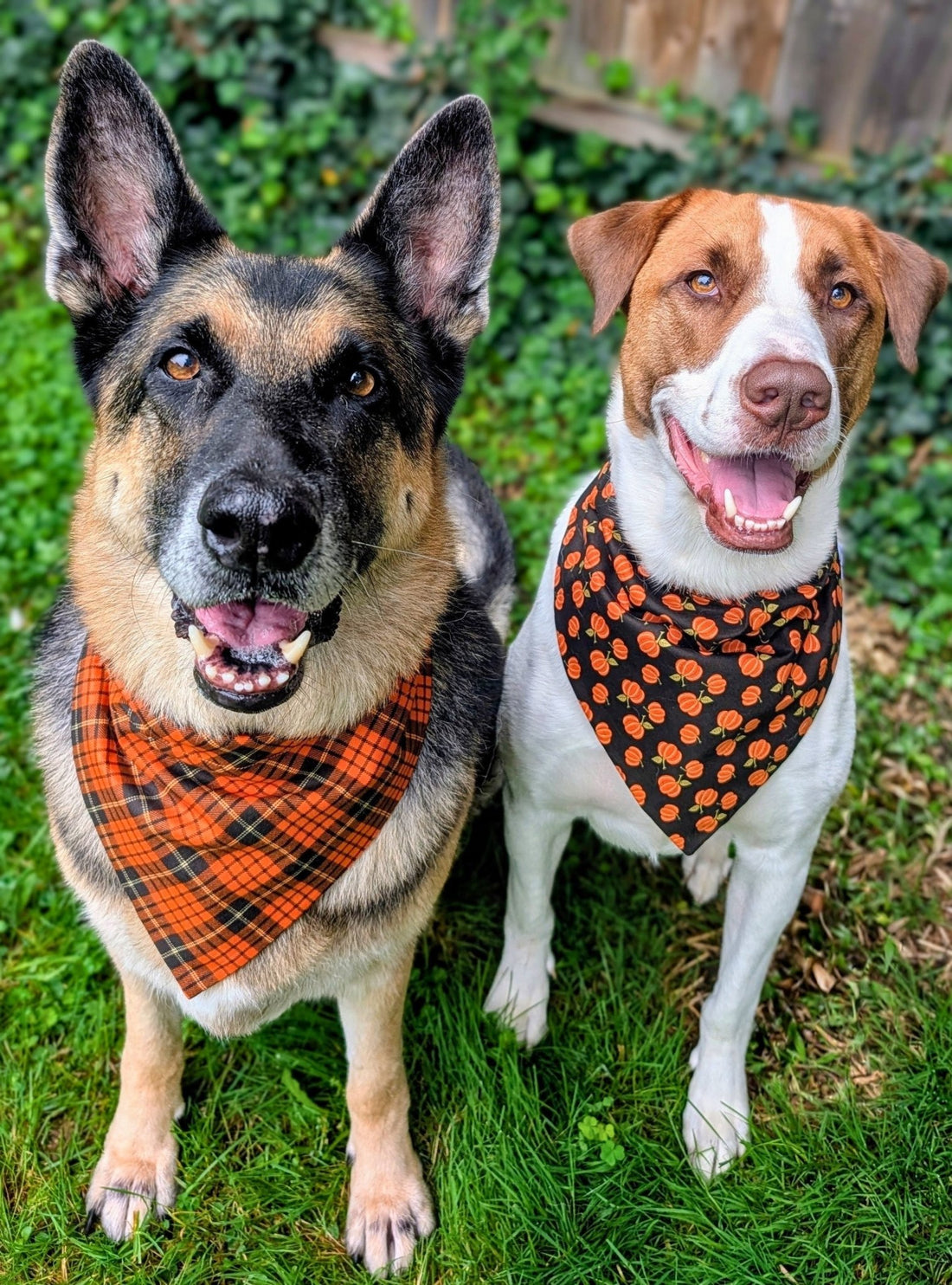 Black Pumpkin Plaid Reversible Pet Bandana - Mutty Mornings