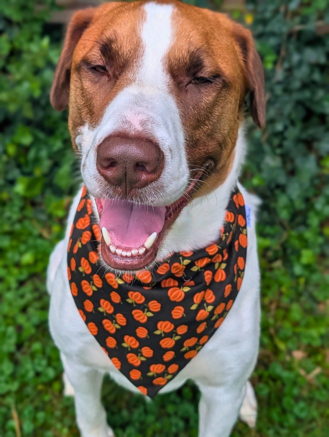 Black Pumpkin Plaid Reversible Pet Bandana - Mutty Mornings
