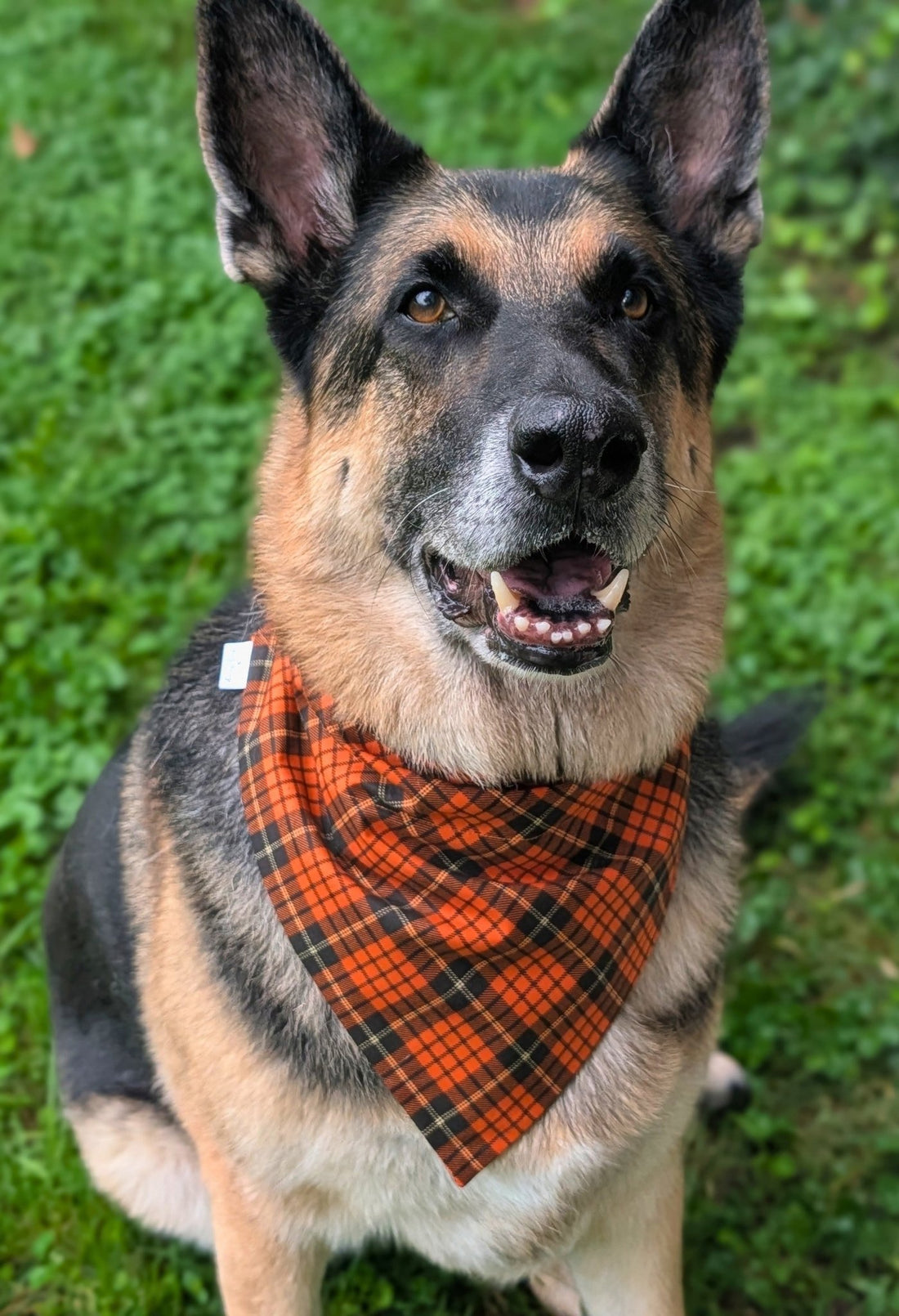 Black Pumpkin Plaid Reversible Pet Bandana - Mutty Mornings