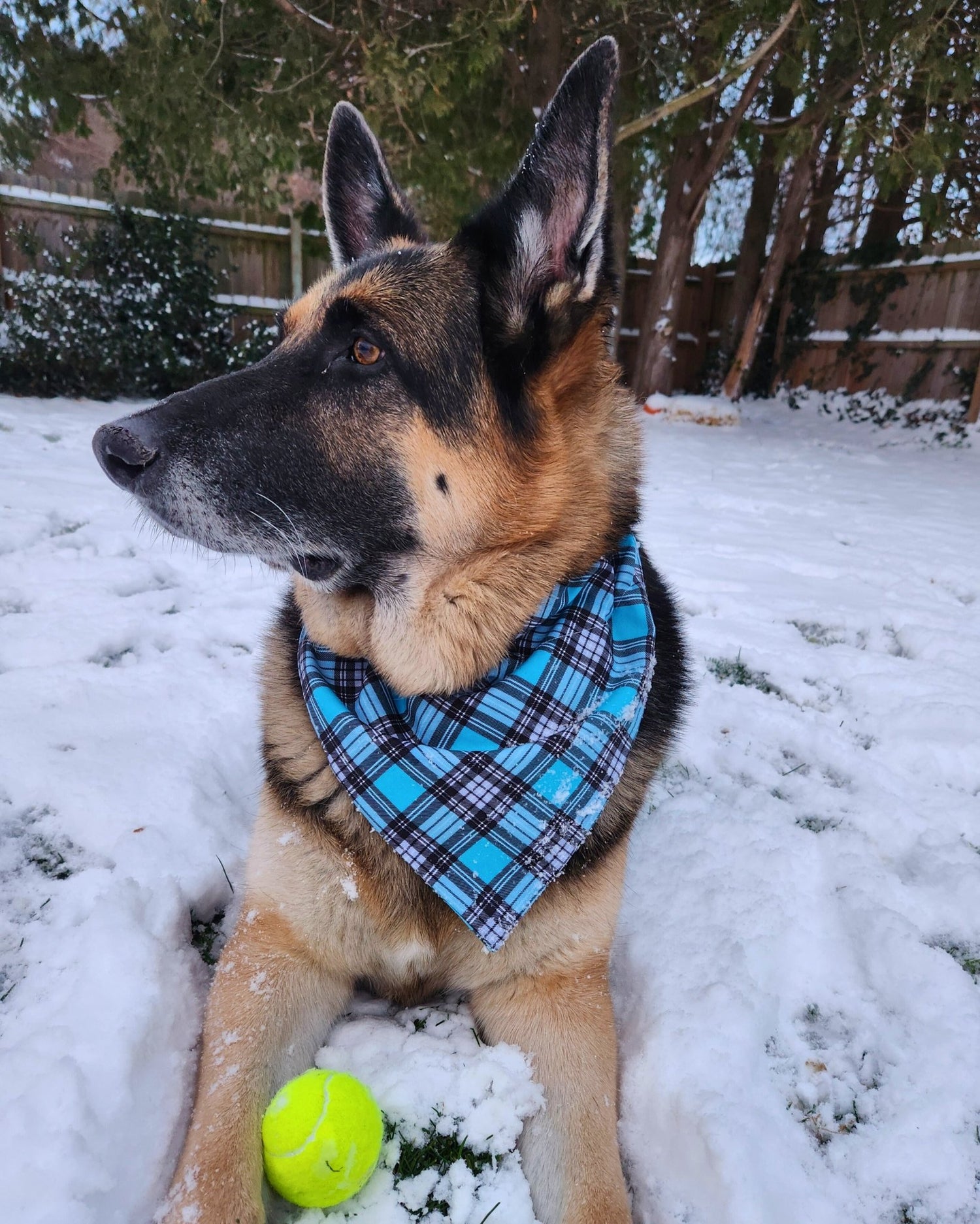 Blue Lake Plaid Pet Bandana - Mutty Mornings