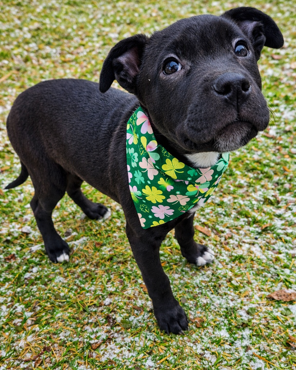 Blushing Clovers Pet Bandana - Mutty Mornings