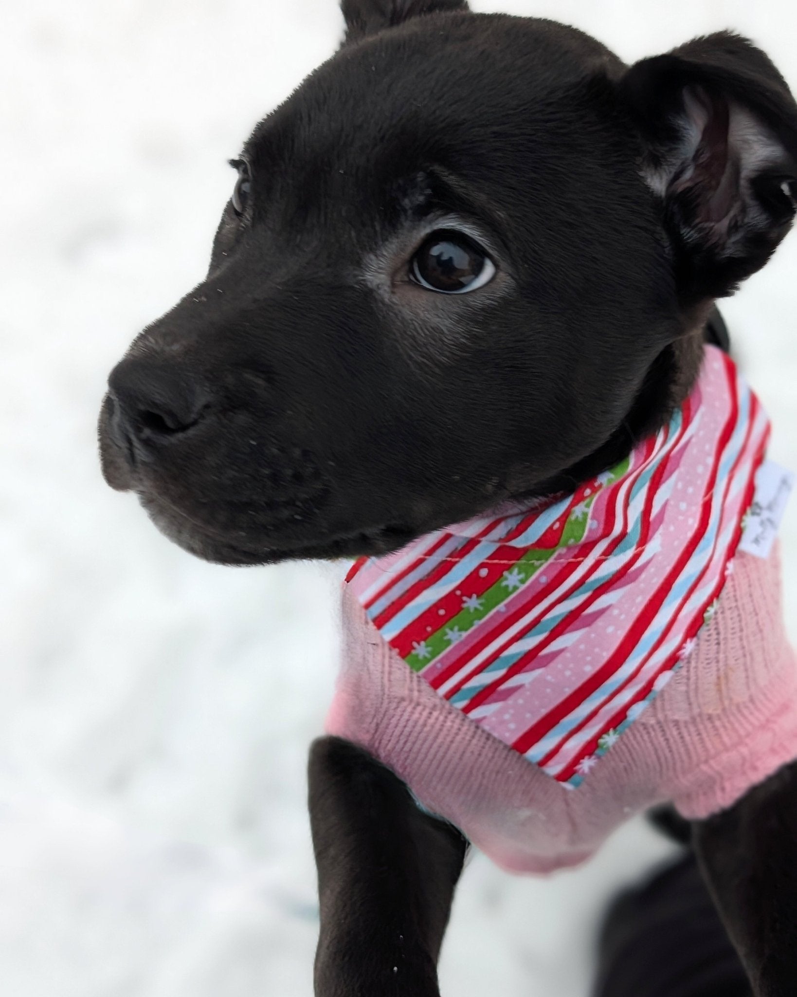 Candy Cane Lane Pet Bandana - Mutty Mornings