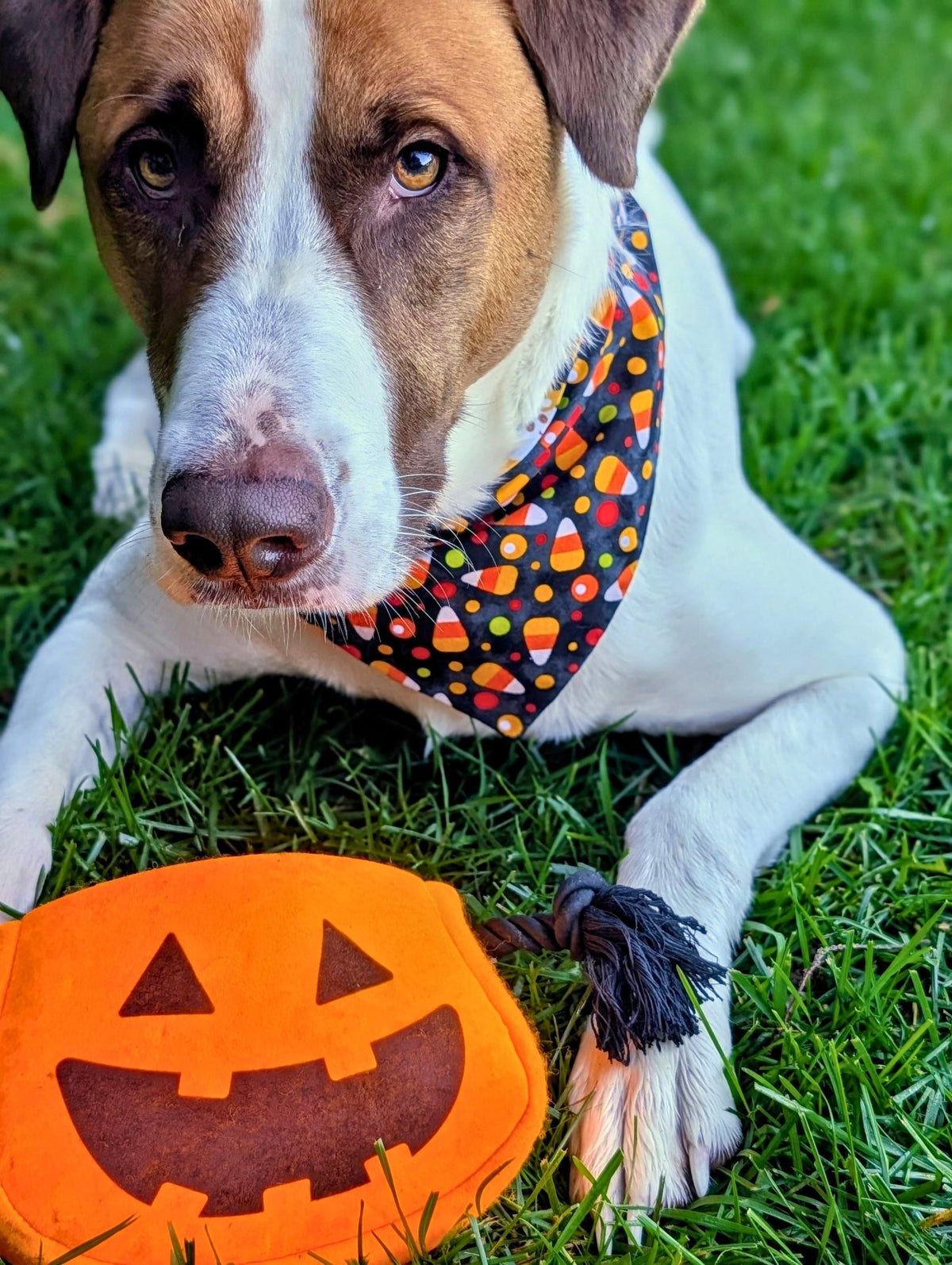 Candy Cornfetti Pet Bandana - Mutty Mornings