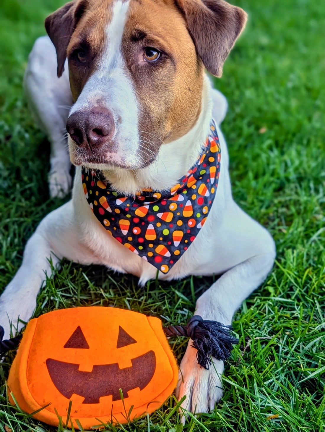 Candy Cornfetti Pet Bandana - Mutty Mornings