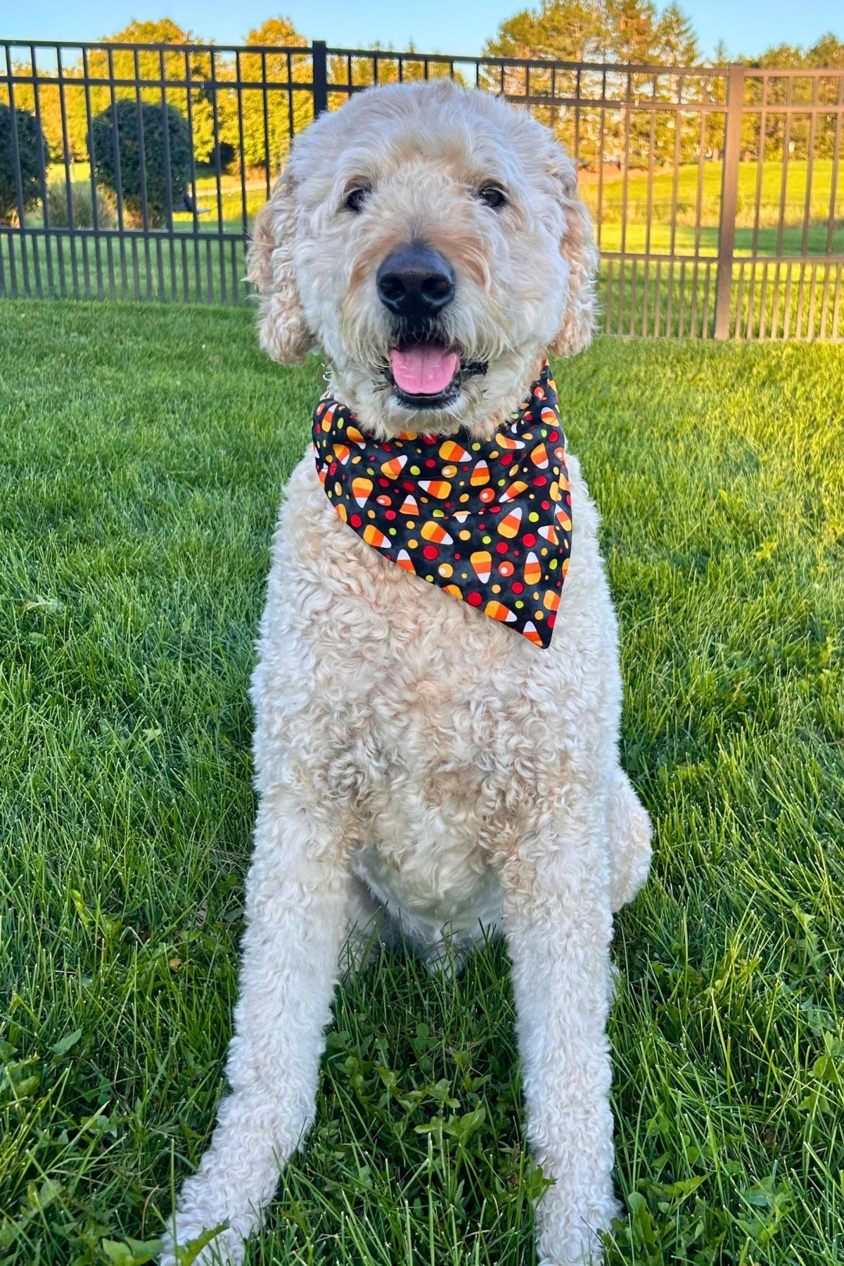 Candy Cornfetti Pet Bandana - Mutty Mornings