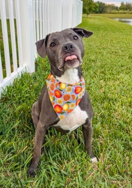 Citrus Splash Pet Bandana - Mutty Mornings