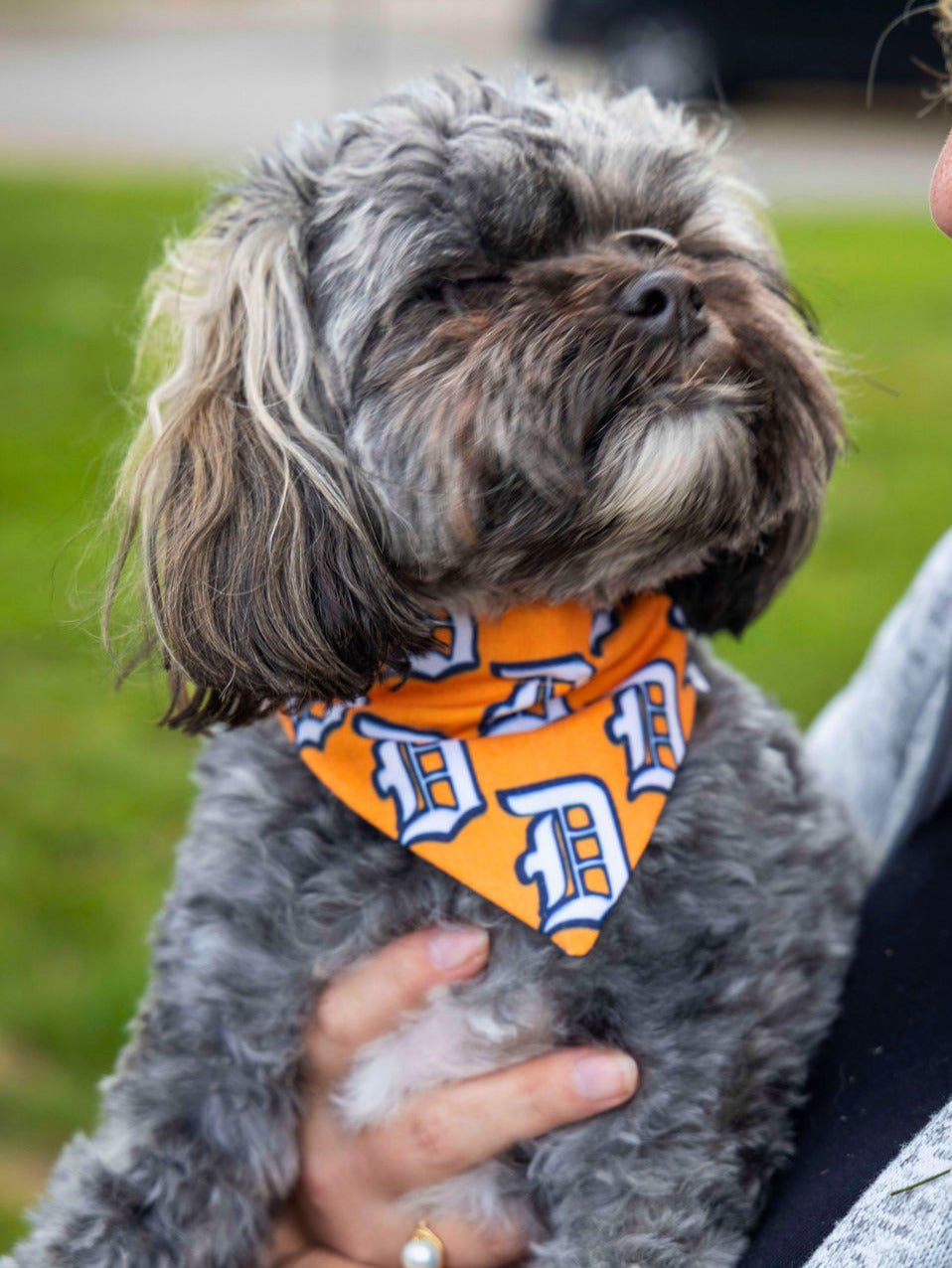 D-Town Pet Bandana - Mutty Mornings