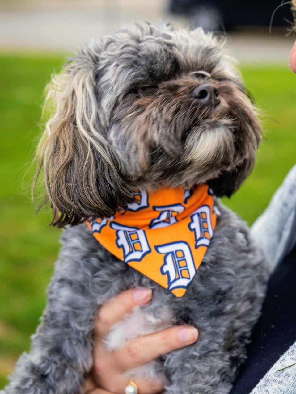 D-Town Pet Bandana - Mutty Mornings