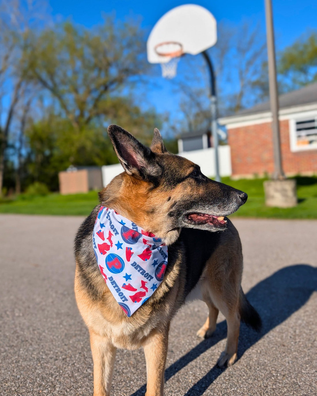 Detroit Pistons Pet Bandana - Mutty Mornings