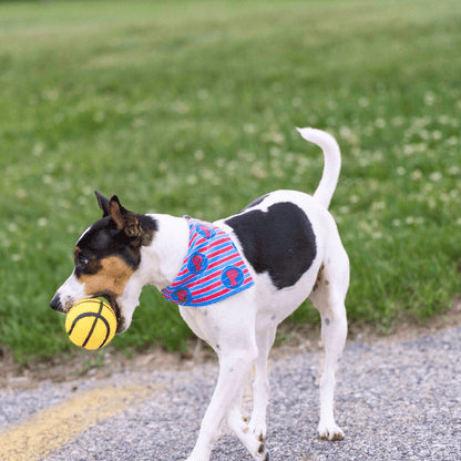 Detroit Pistons Stripe Pet Bandana - Mutty Mornings
