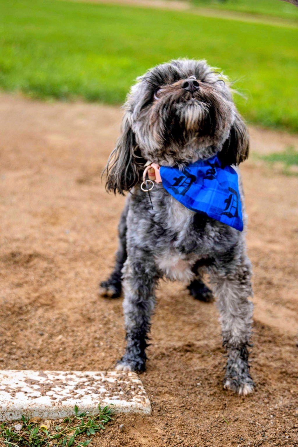 Detroit Plaid Pet Bandana - Mutty Mornings