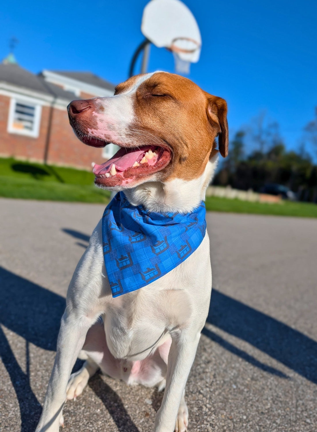 Detroit Plaid Pet Bandana - Mutty Mornings
