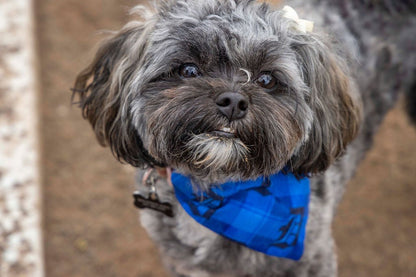 Detroit Plaid Pet Bandana - Mutty Mornings