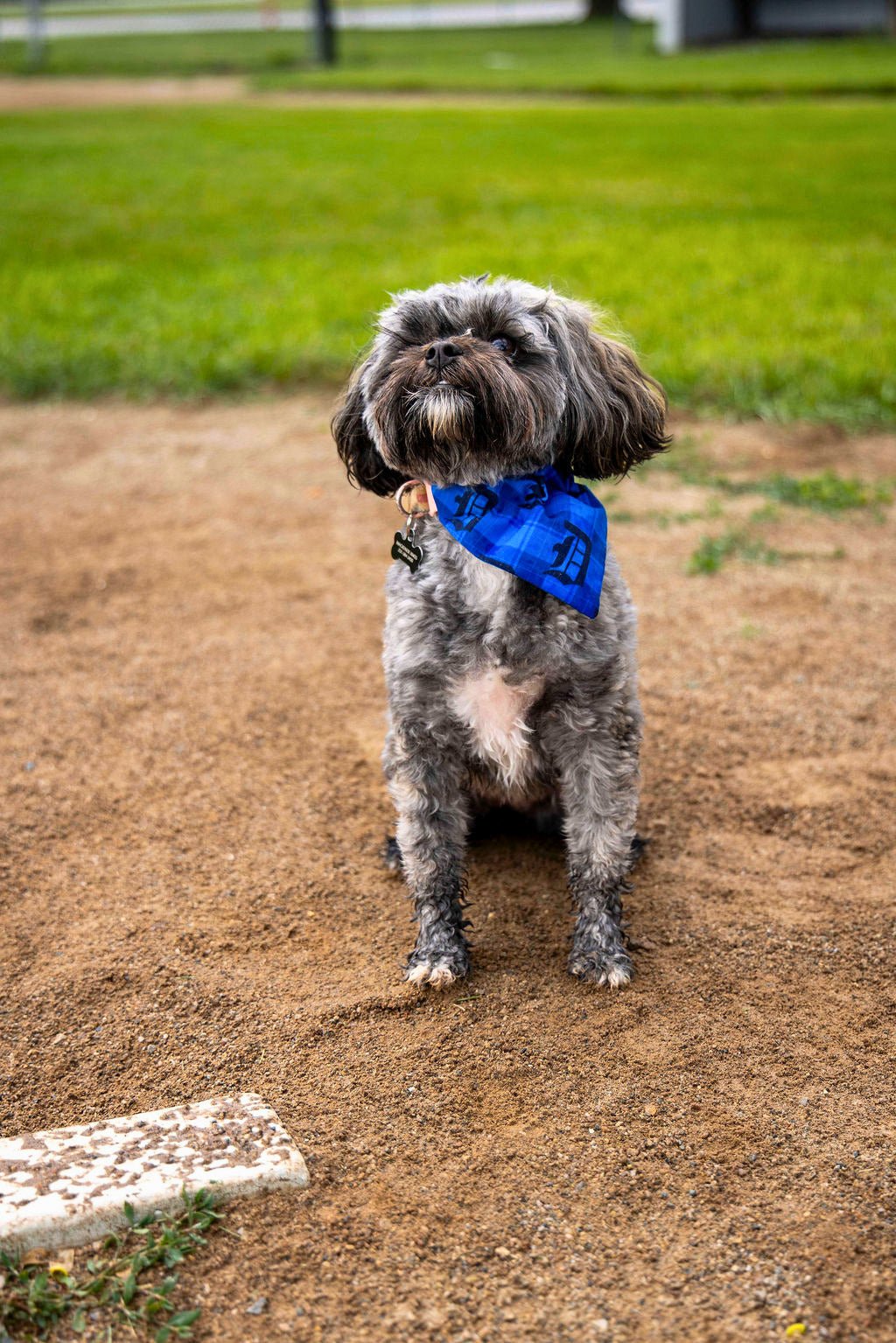 Detroit Plaid Pet Bandana - Mutty Mornings
