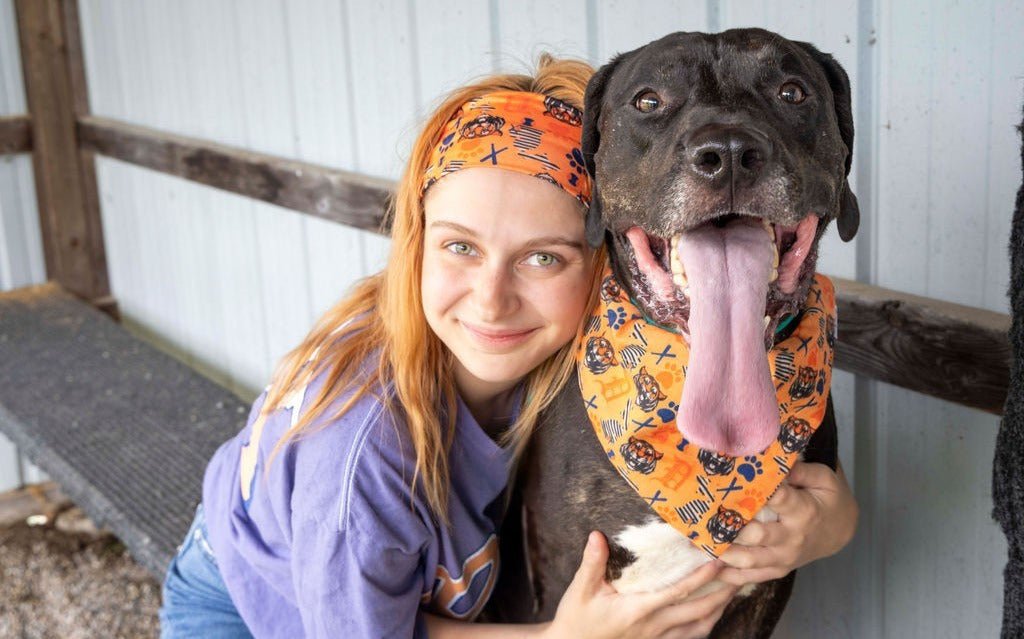 Detroit Tigers Bandana &amp; Headband Set - Mutty Mornings