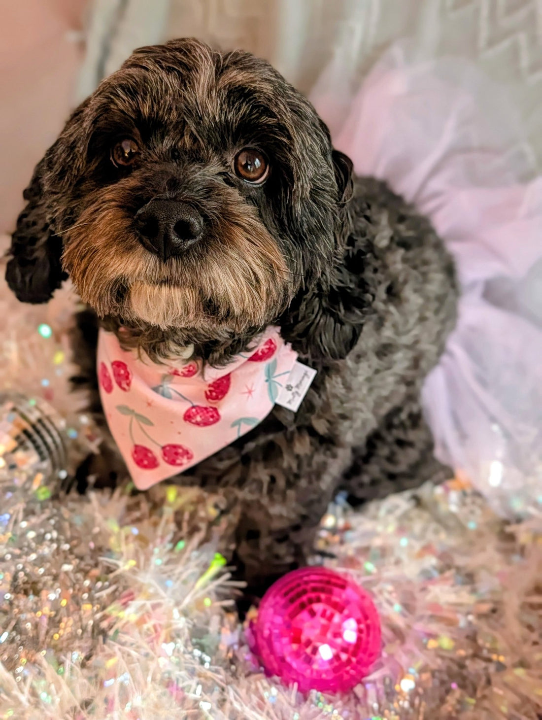 Disco Cherries Pet Bandana - Mutty Mornings