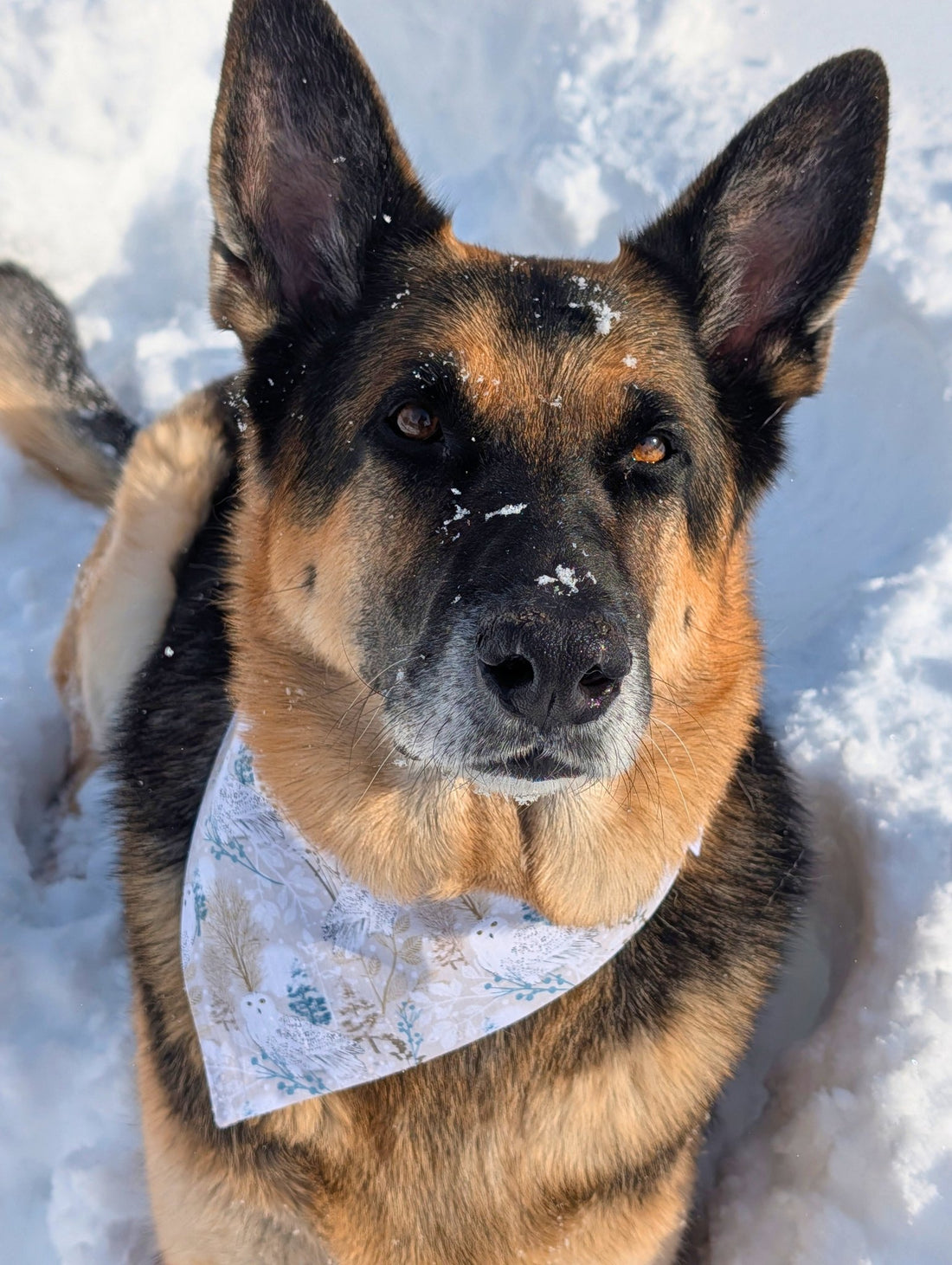Feather &amp; Branch Pet Bandana - Mutty Mornings