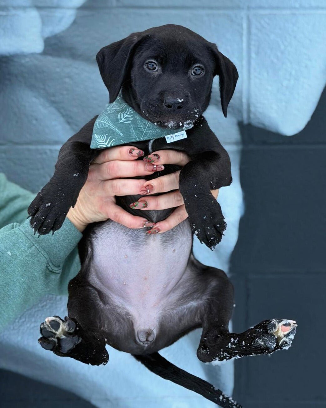 Feel the Fern Pet Bandana - Mutty Mornings