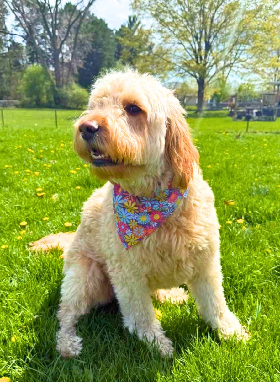 Flower Power Pet Bandana - Mutty Mornings