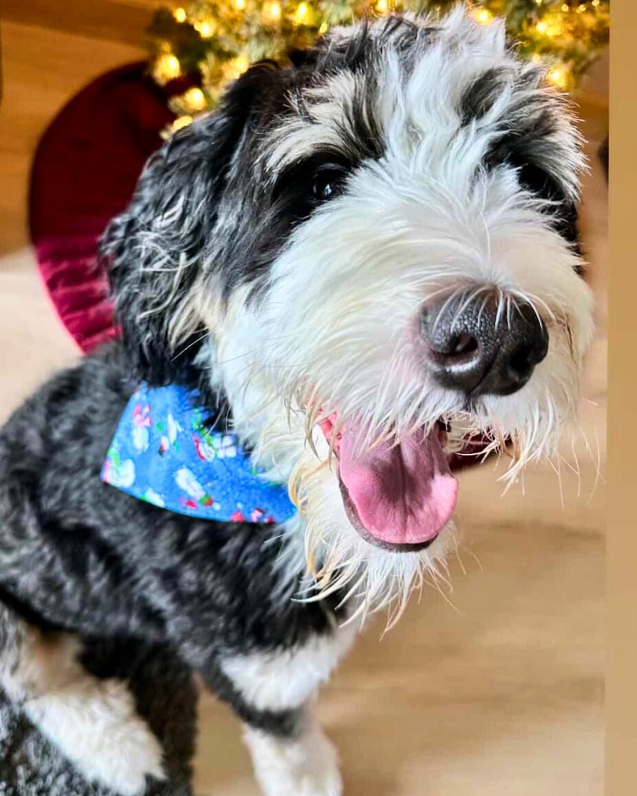 Frosted Snowmen Pet Bandana - Mutty Mornings