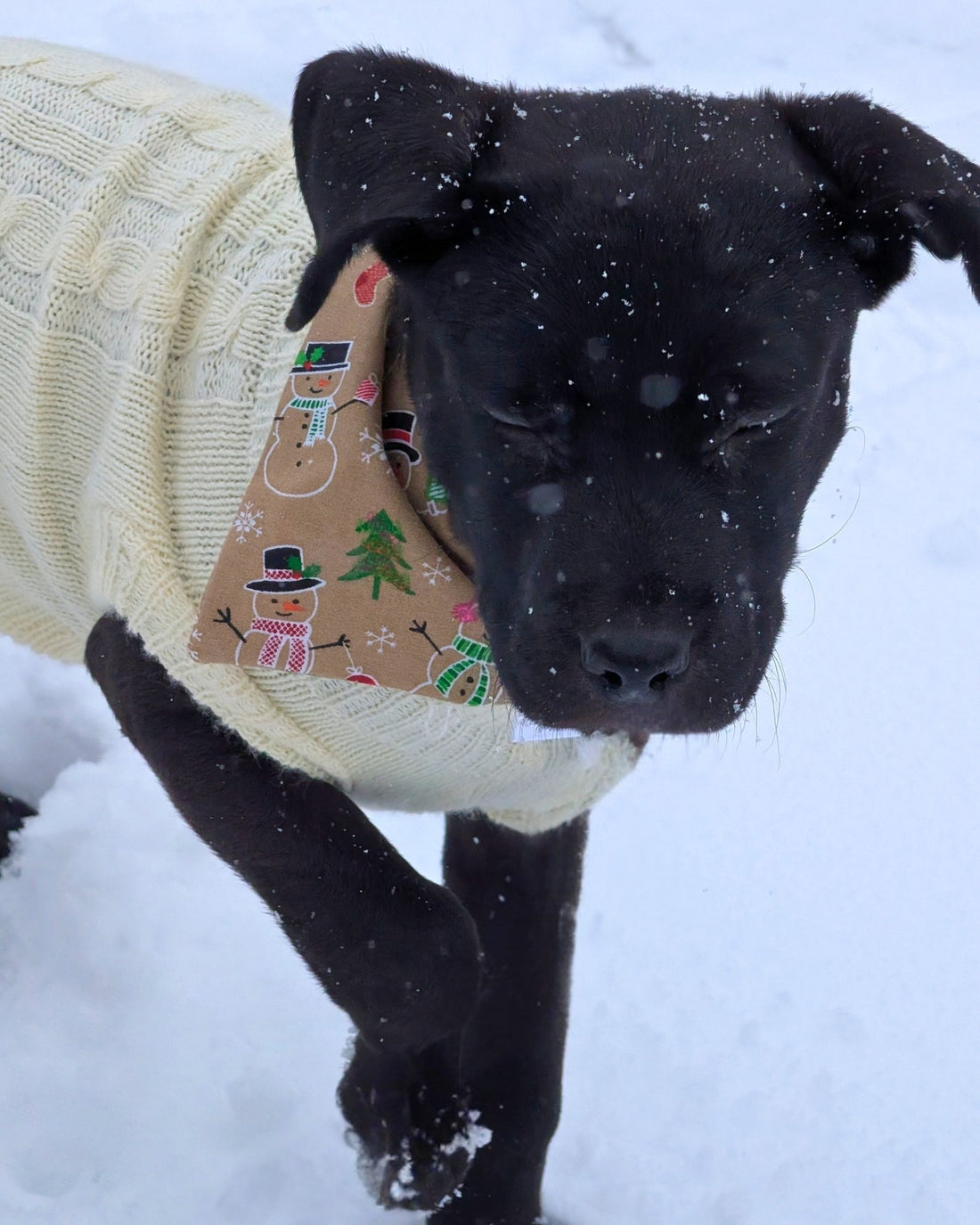 Frosty Friends Pet Bandana - Mutty Mornings