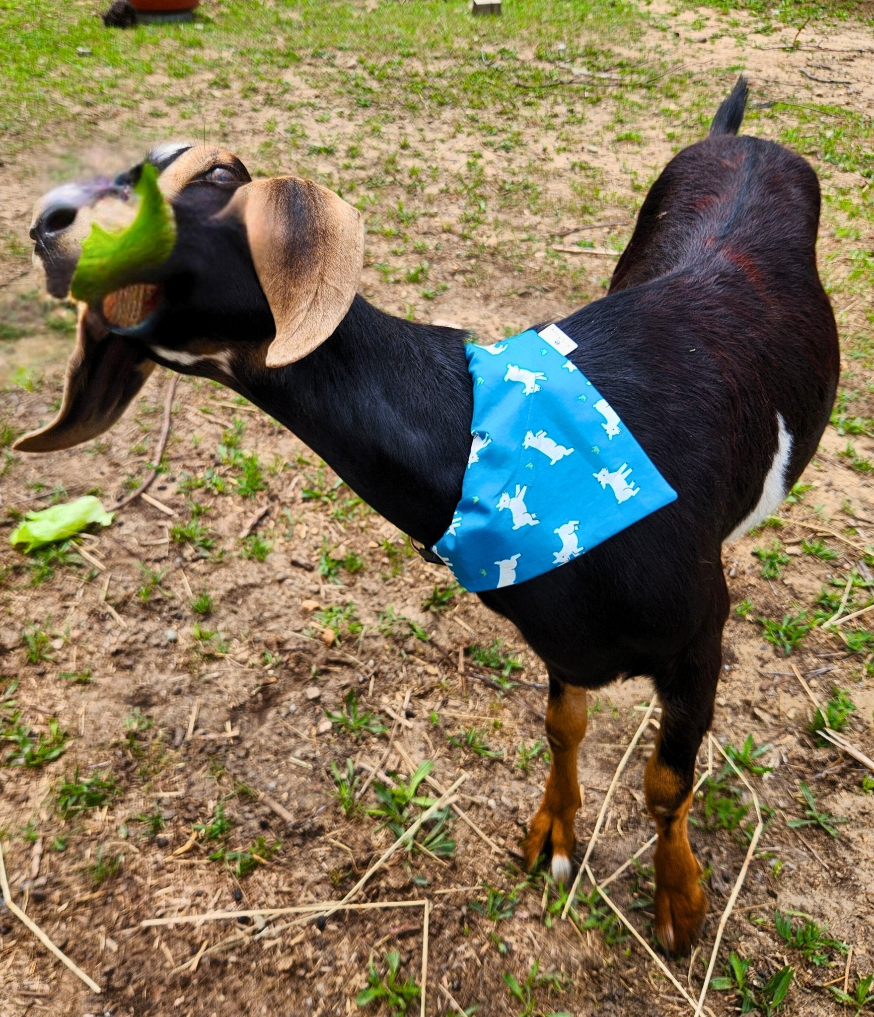 G.O.A.T. Mode Pet Bandana - Mutty Mornings