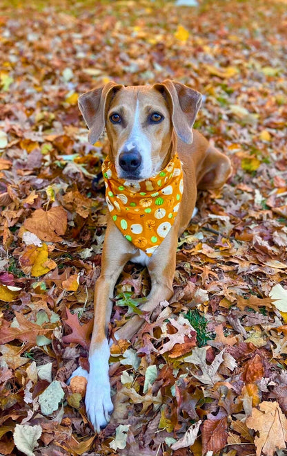 Golden Gourd Pet Bandana - Mutty Mornings