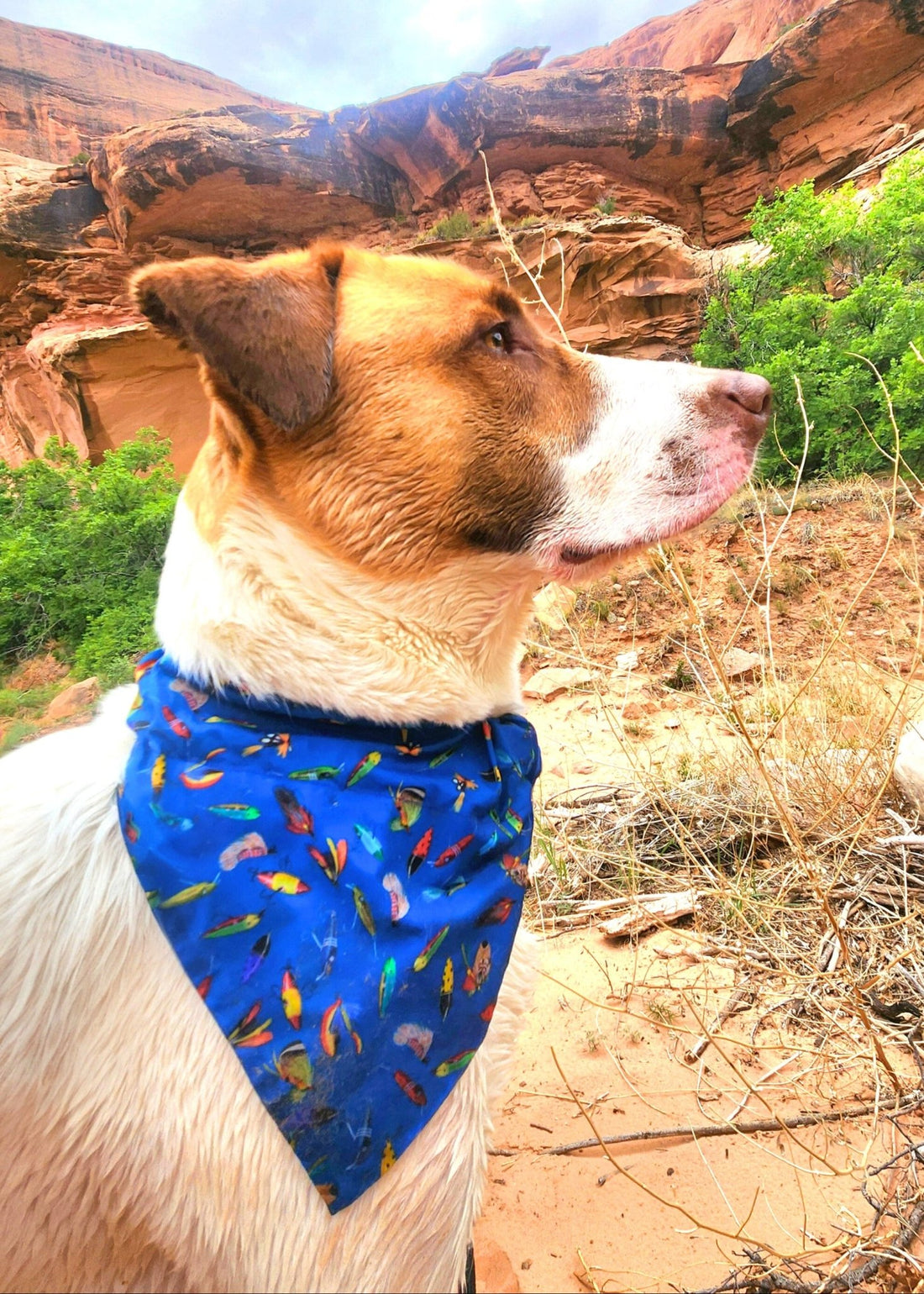 Gone Fishing Pet Bandana - Mutty Mornings