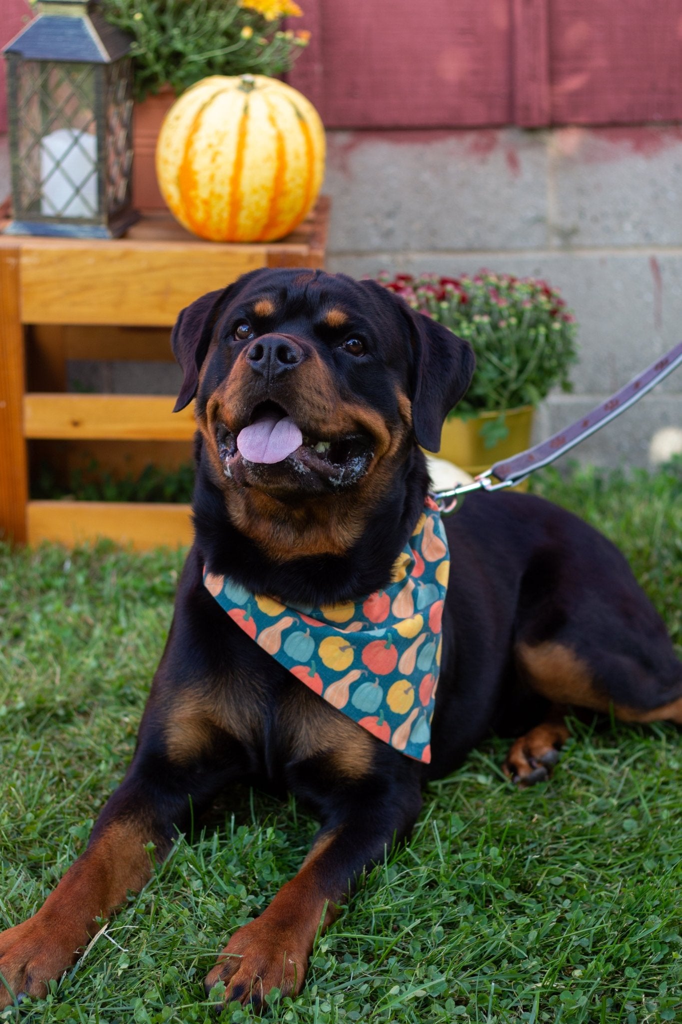 Gourd Times Pet Bandana - Mutty Mornings
