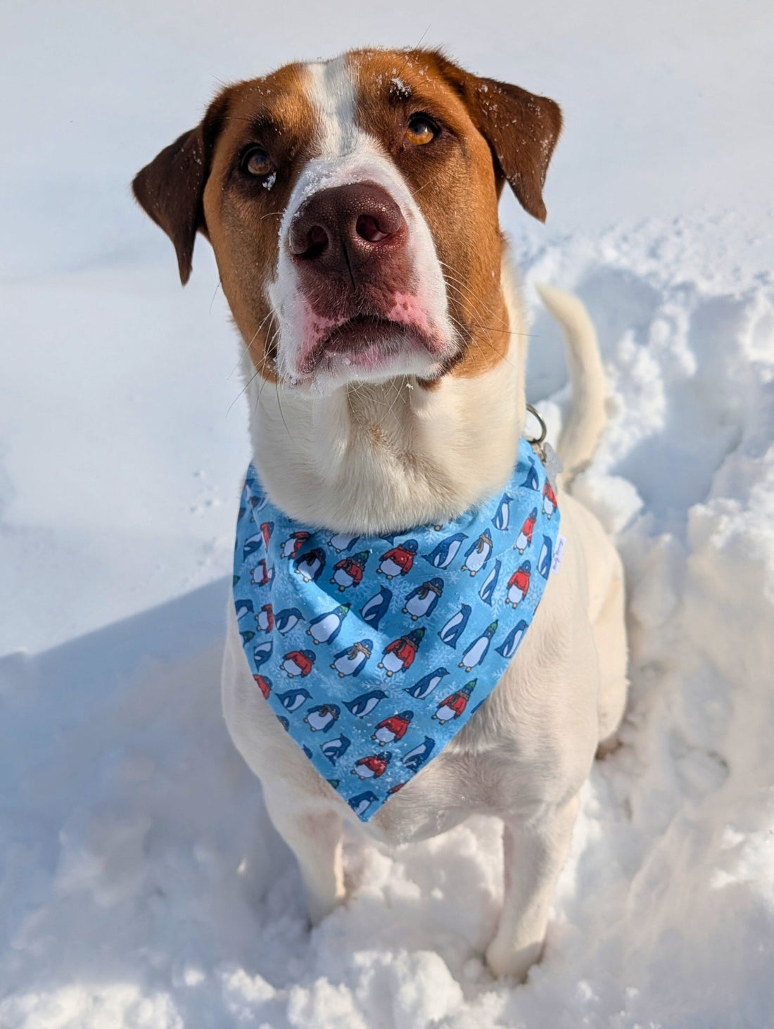 Happy Feet Pet Bandana - Mutty Mornings