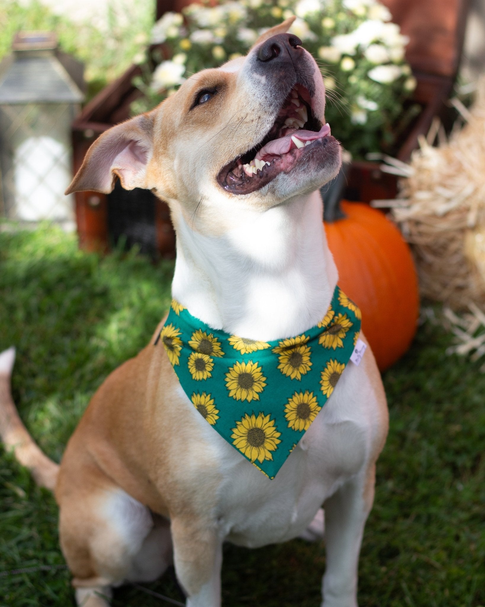 Here Comes the Sun(flower) Pet Bandana - Mutty Mornings