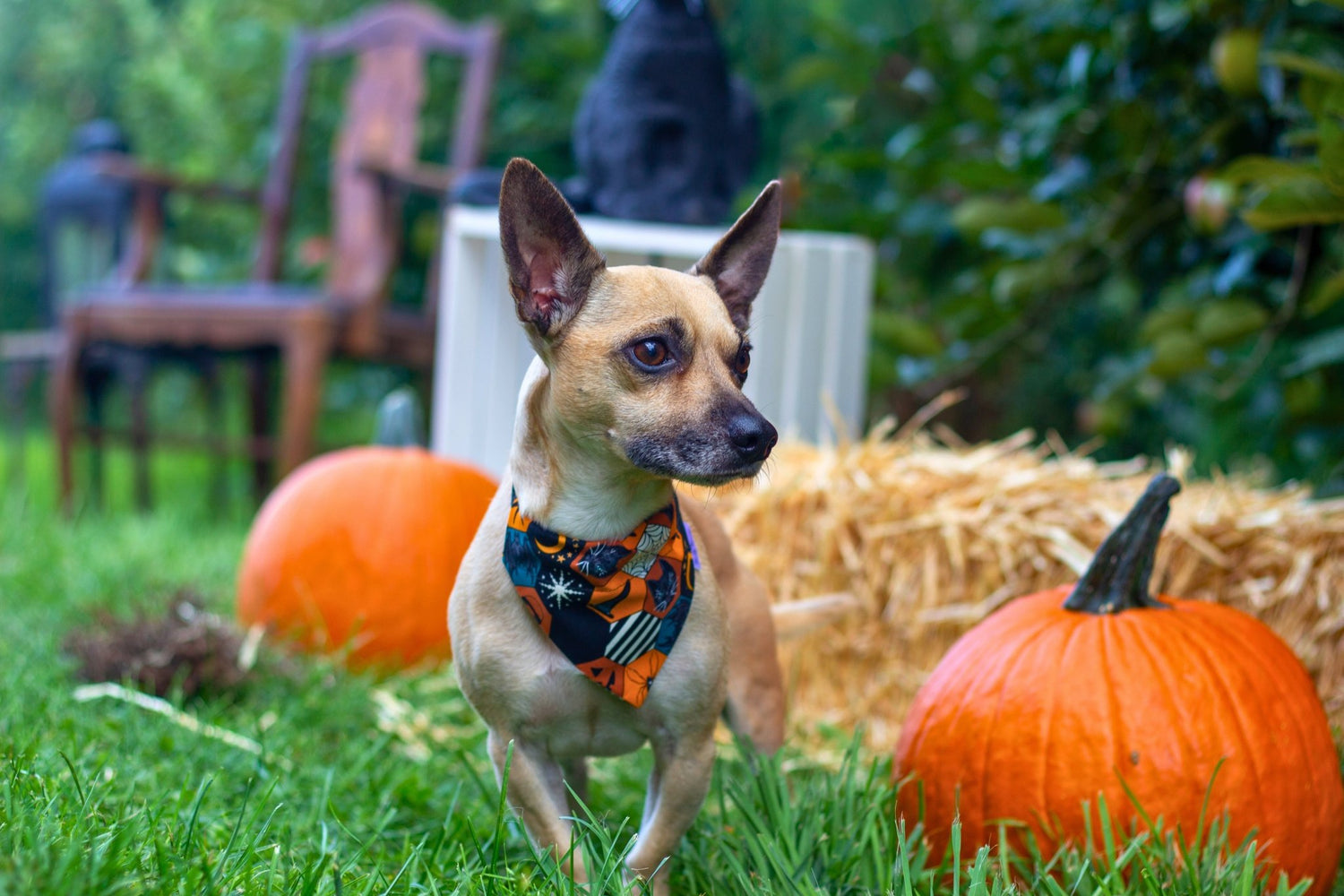 Hex Marks the Spot Pet Bandana - Mutty Mornings