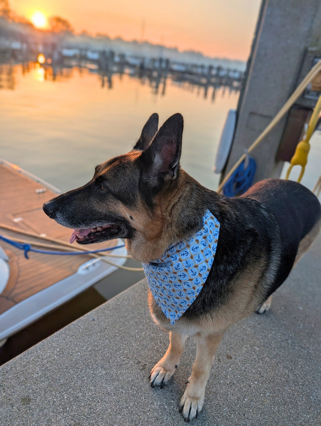 Knotted Anchors Pet Bandana - Mutty Mornings