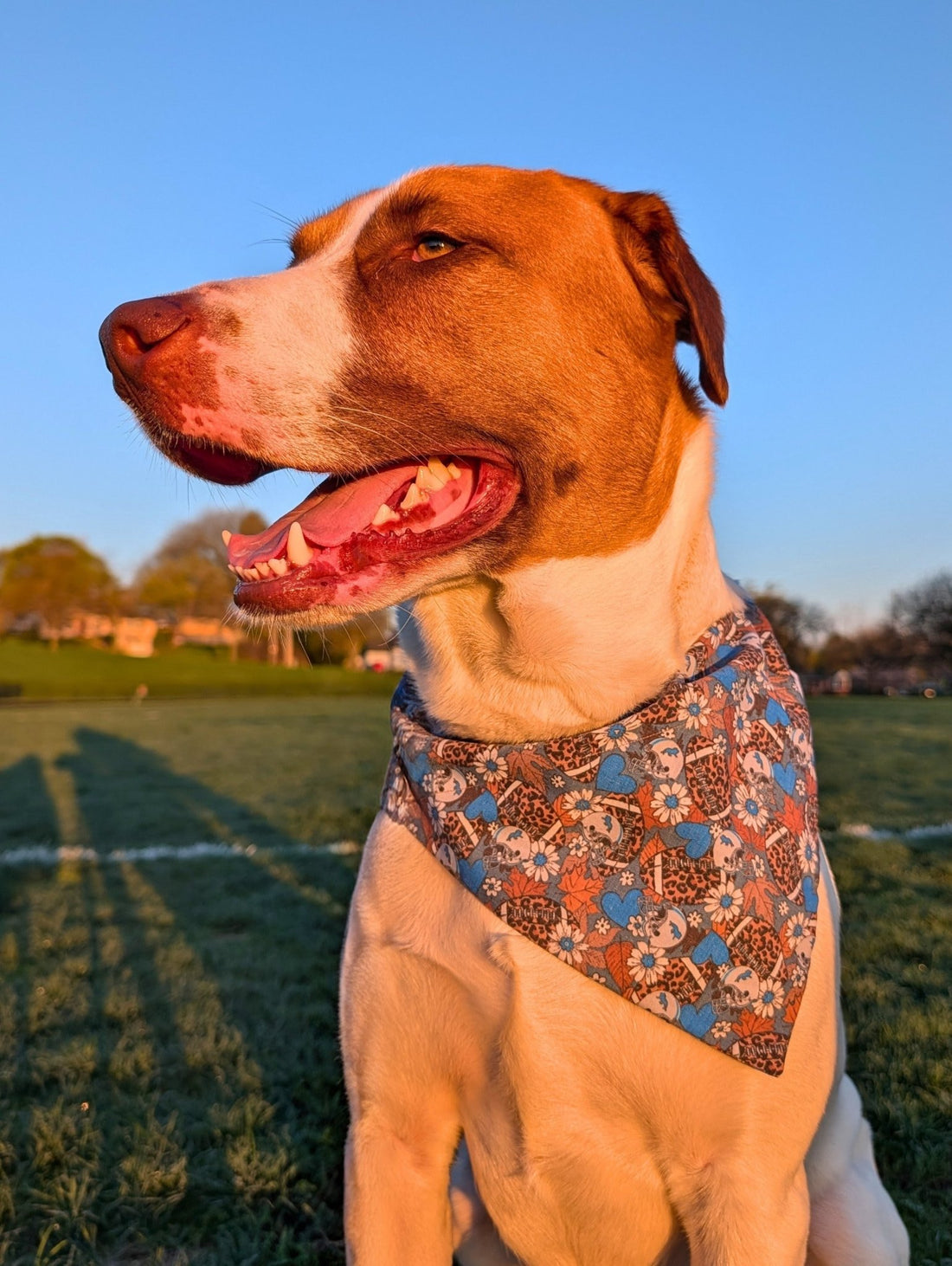 Lions Leopard Football Pet Bandana - Mutty Mornings