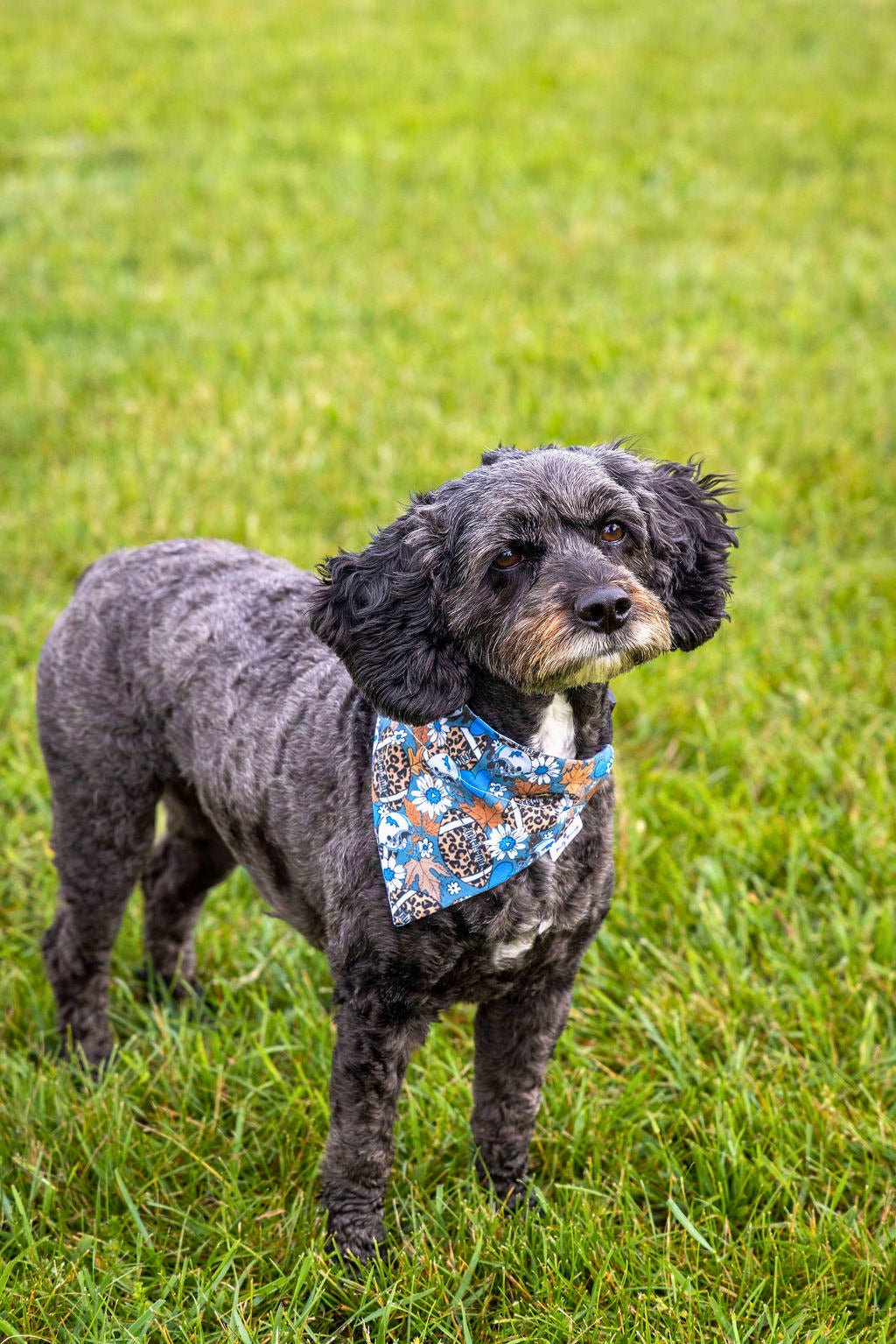 Lions Leopard Football Pet Bandana - Mutty Mornings