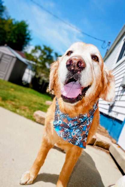 Lions Leopard Football Pet Bandana - Mutty Mornings