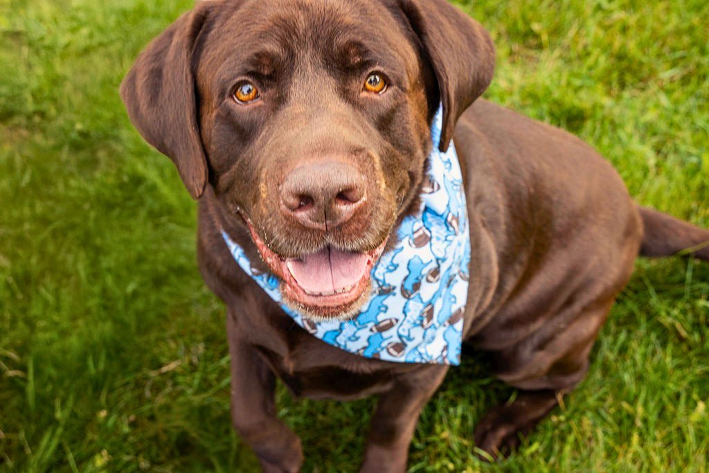Lions of Detroit Pet Bandana - Mutty Mornings