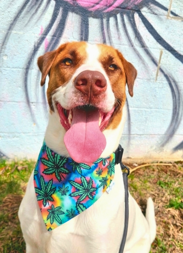 Mary Jane Pet Bandana - Mutty Mornings