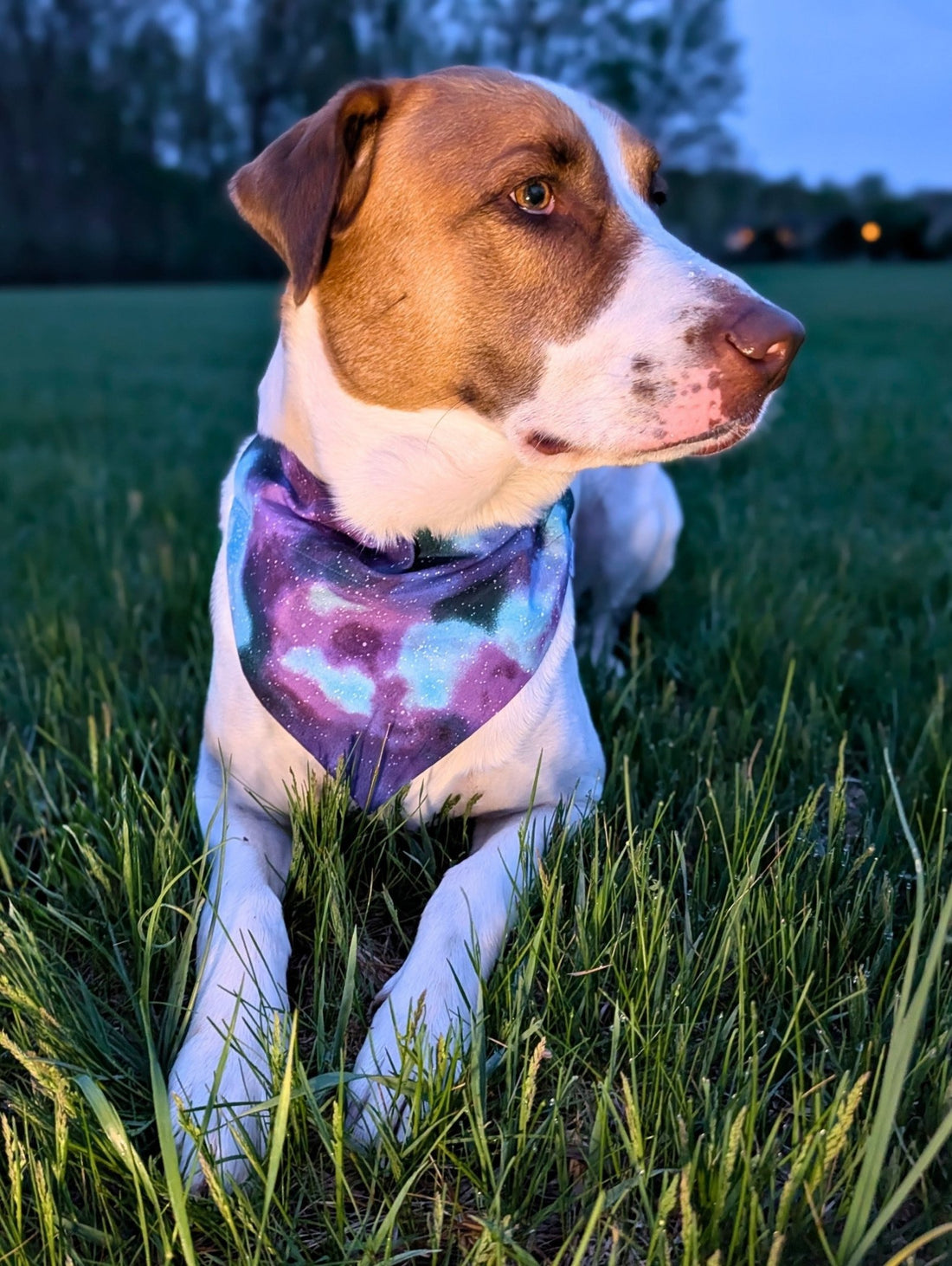 Northern Lights Pet Bandana - Mutty Mornings