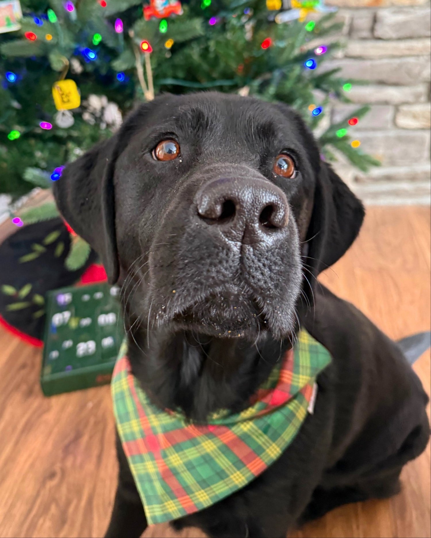 Northern Whimsy Bandana &amp; Headband Set - Mutty Mornings