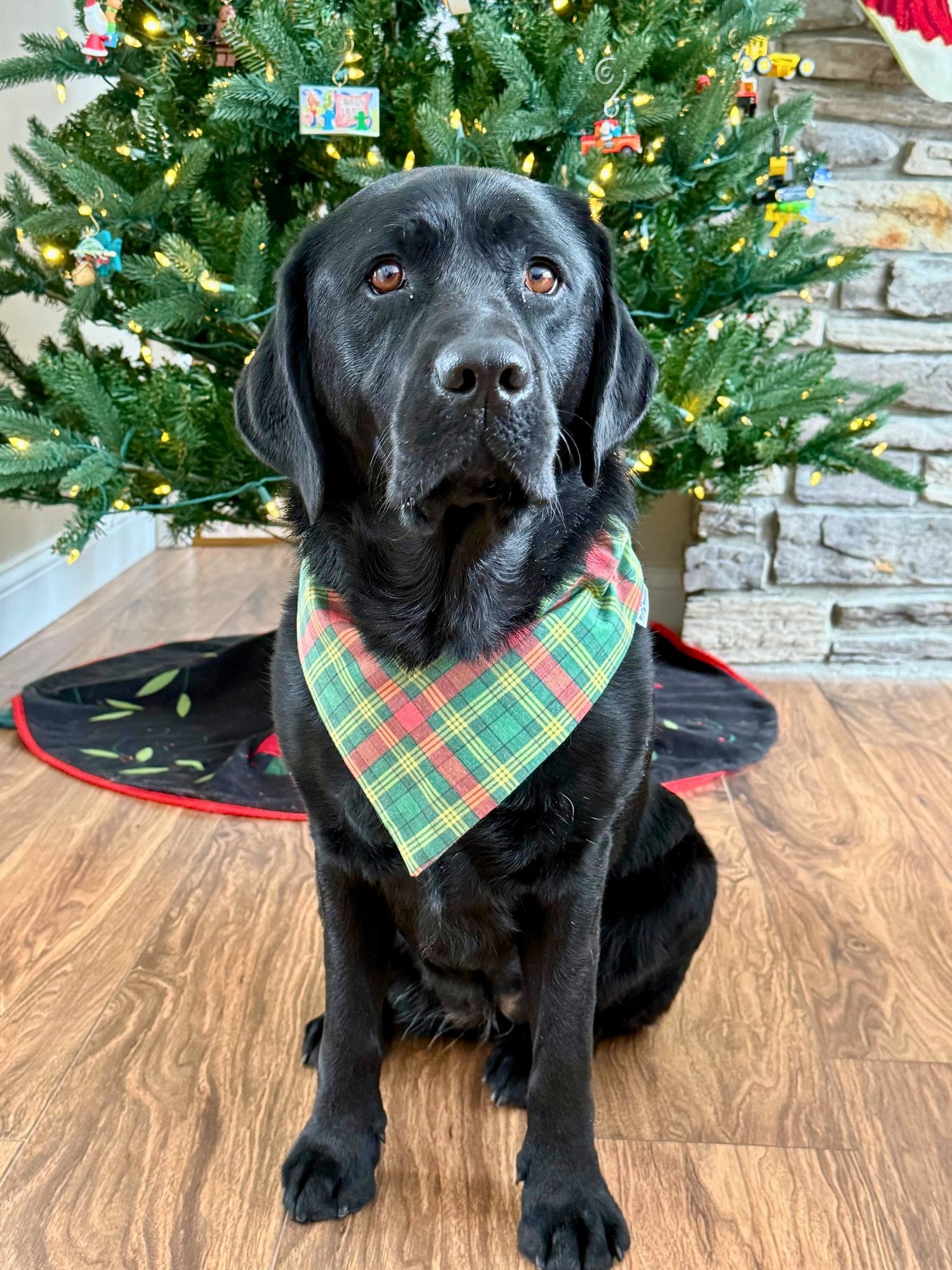 Northern Whimsy Bandana &amp; Headband Set - Mutty Mornings