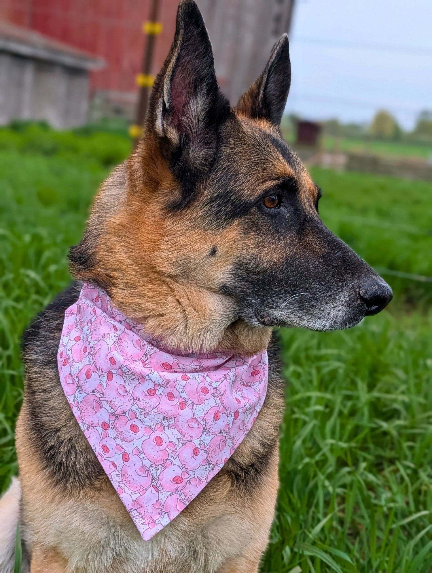 Piggies in Pink Pet Bandana - Mutty Mornings