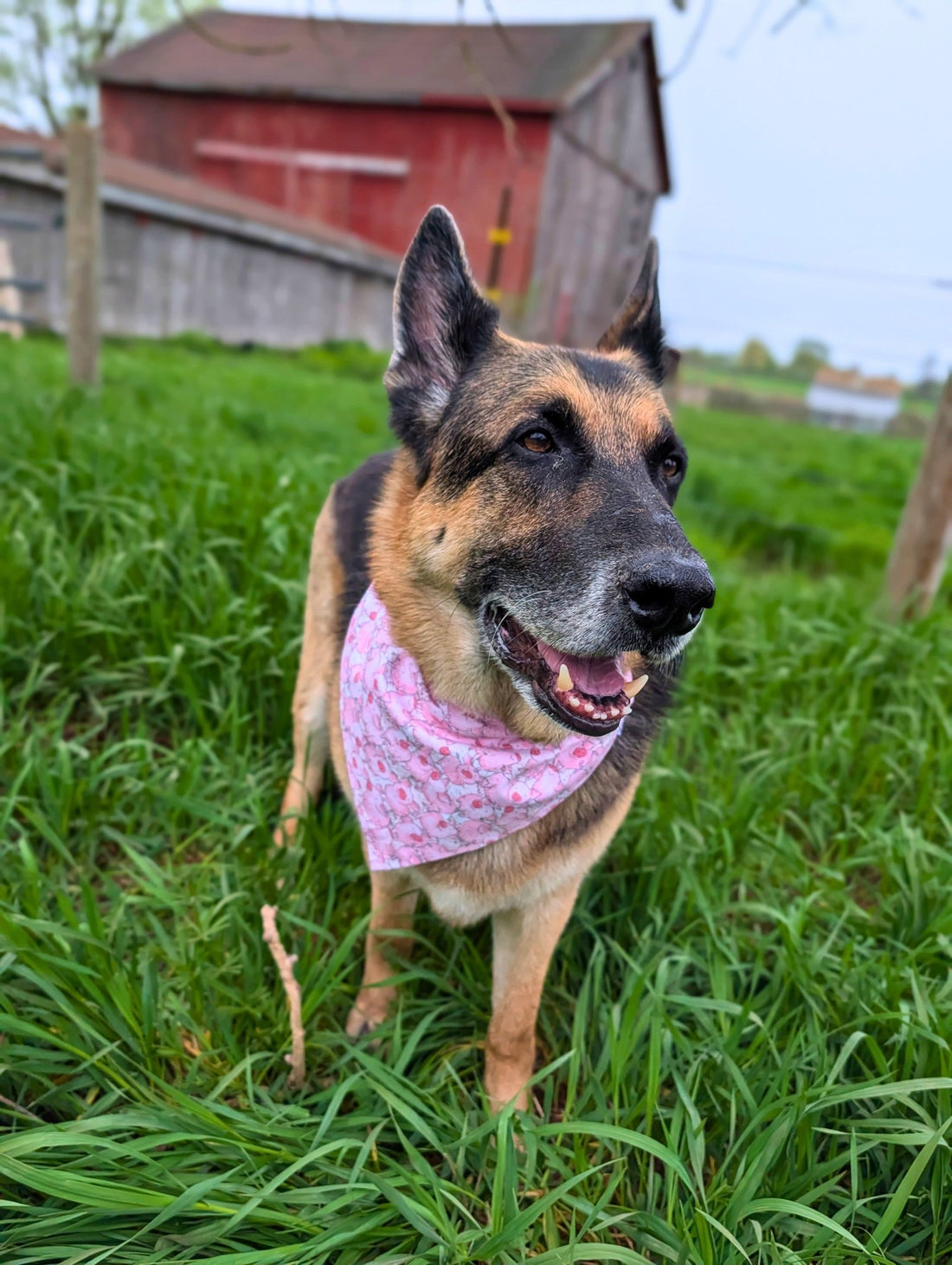 Piggies in Pink Pet Bandana - Mutty Mornings