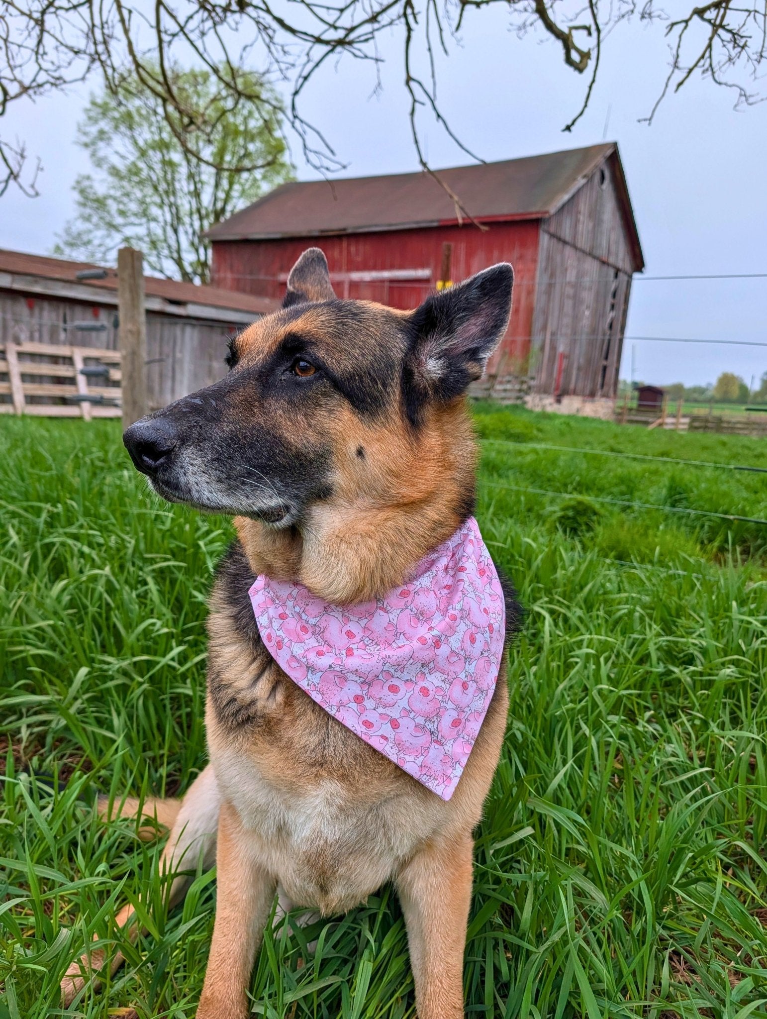 Piggies in Pink Pet Bandana - Mutty Mornings
