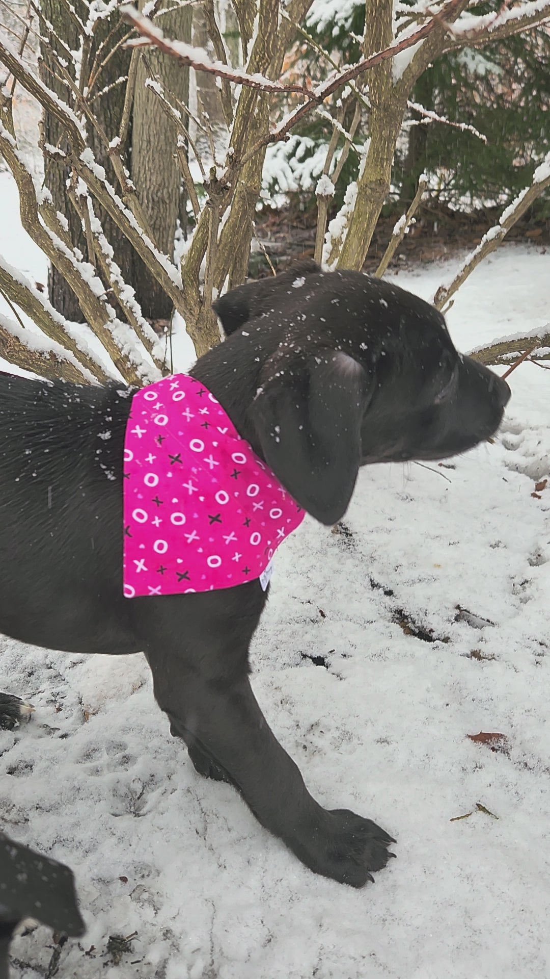 Love You XOXO Pet Bandana